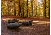 Tervuren toont zich in herfstkleuren